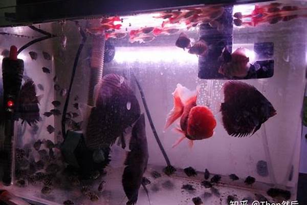 19条大小迷你鹦鹉鱼用多大缸