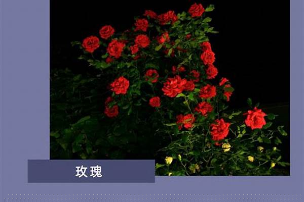 你听过哪些唯美的句子