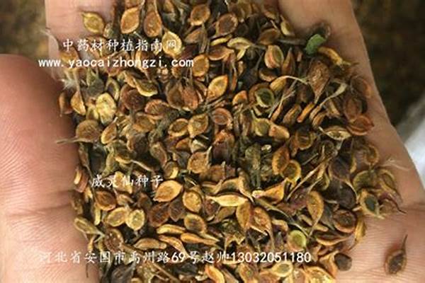 威灵仙种子栽培方法