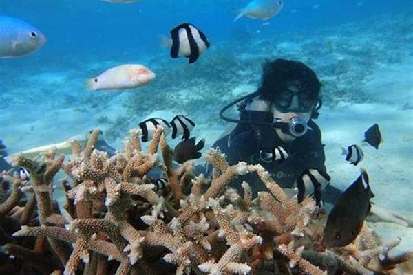 斐济去哪里可以潜水