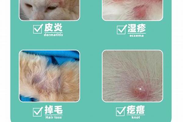 猫癣用什么药