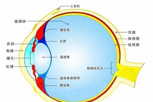 眼角膜脱落自己能看到吗